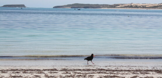 seaside pic seaside pic